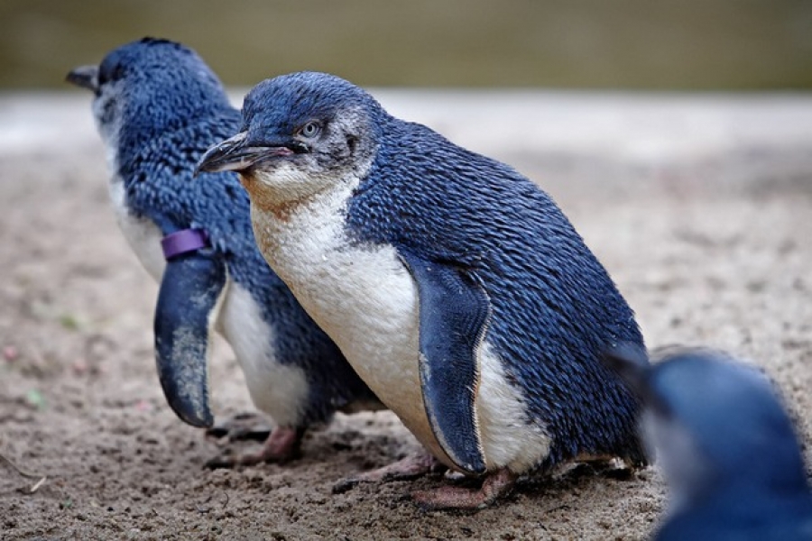 Mii de pinguini albaştri, descoperiţi morţi pe coasta Noii Zeelande