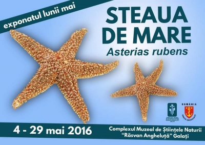 Exponatul lunii la Complexul Muzeal de Ştiinţele Naturii: stelele de mare