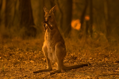 Aproape 3 miliarde de animale au fost ucise sau strămutate din cauza incendiilor australiene din 2019-2020