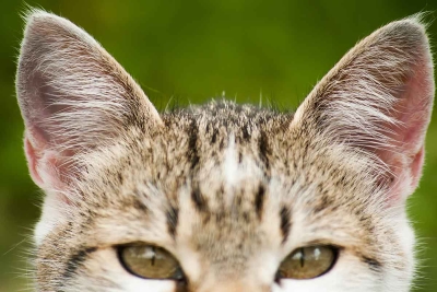 Urechile pisicii, minuni ale naturii