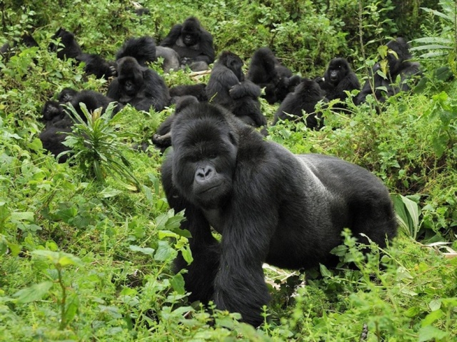 Cimpanzeii şi maimuţele bonobo nu au nevoie de translator când comunică unii cu alţii
