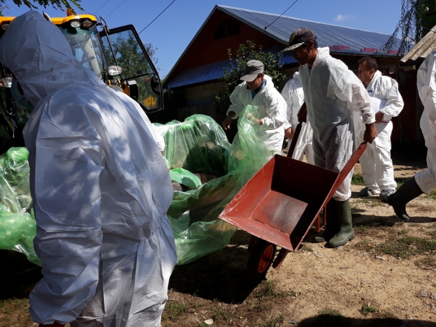 Al 11-lea focar de pestă în judeţul Galaţi, la Rogojeni