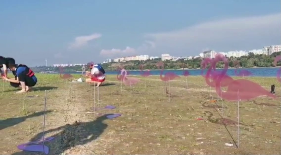 Colonie de 31 de păsări flamingo, pe insula din mijlocul Dunării de la Galați