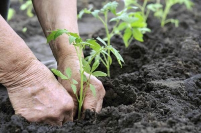 România poate deveni furnizorul de produse ecologice al Europei