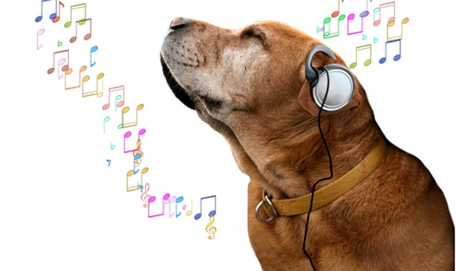 Câinii preferă să asculte melodii reggae şi soft rock