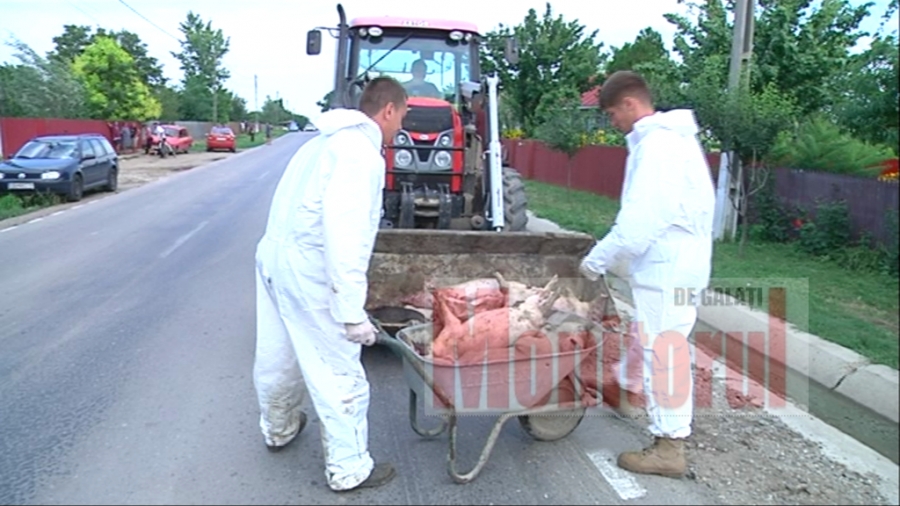 Pesta porcină loveşte crunt satele din judeţul Brăila. Mii de porci au fost omorâţi