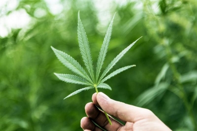 Tinerii consumatori de canabis riscă să sufere de depresie la bătrâneţe