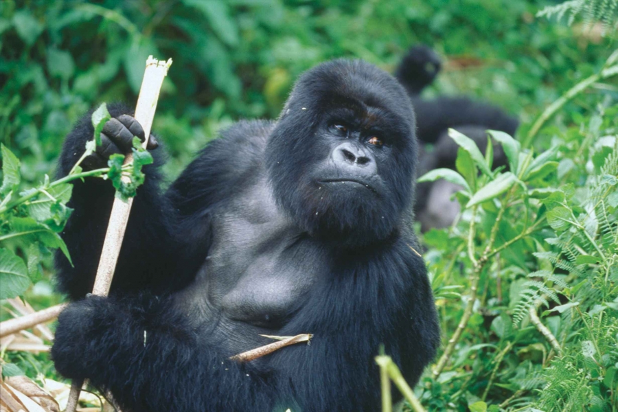 Gorila de Cross River, cea mai rară primată din lume