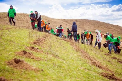 7.500 de salcâmi plantaţi la Munteni