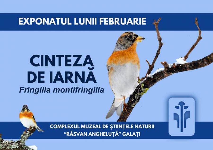 Cinteza de iarnă, exponatul lunii la Complexul Muzeal de Ştiinţele Naturii