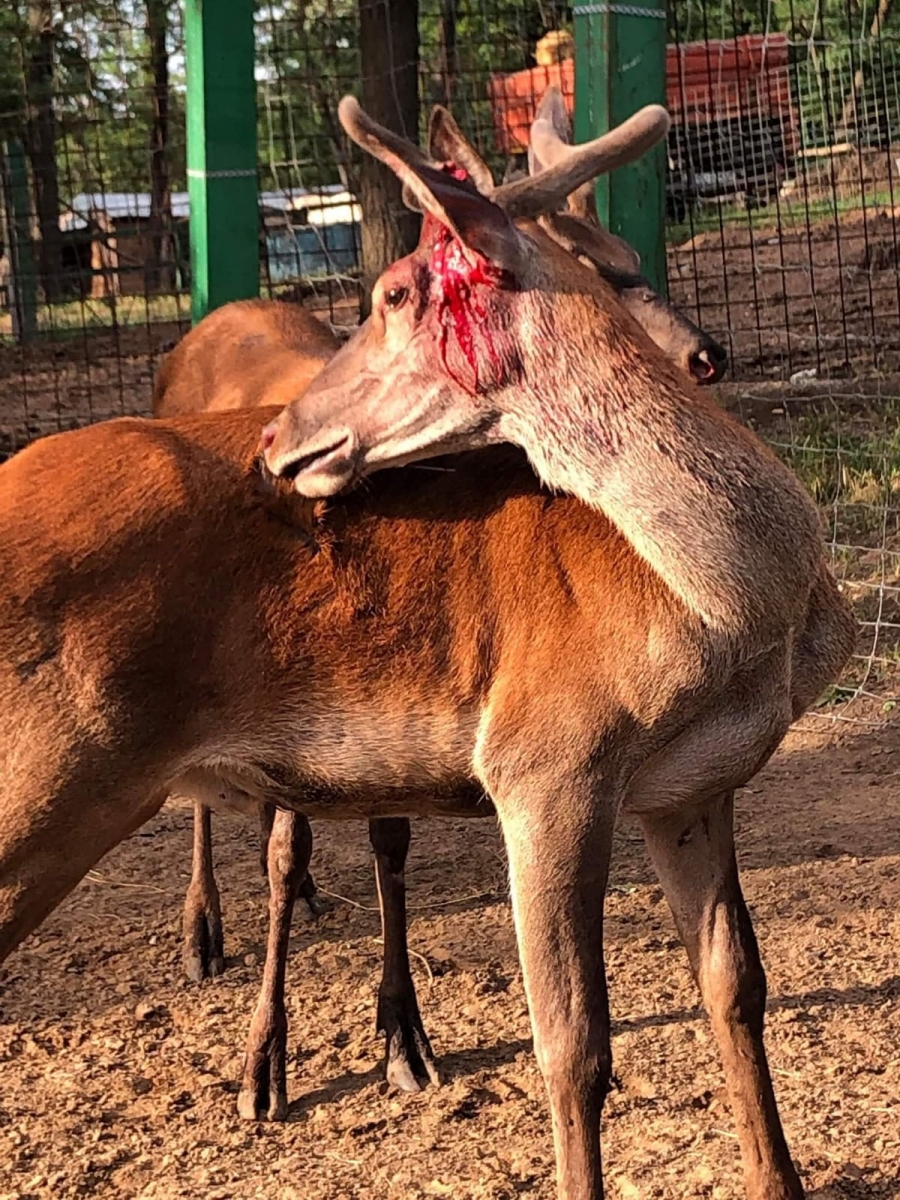 Scene de groază la Zoo Galați: Doi cerbi s-au bătut pentru supremație, până la sânge (FOTO)