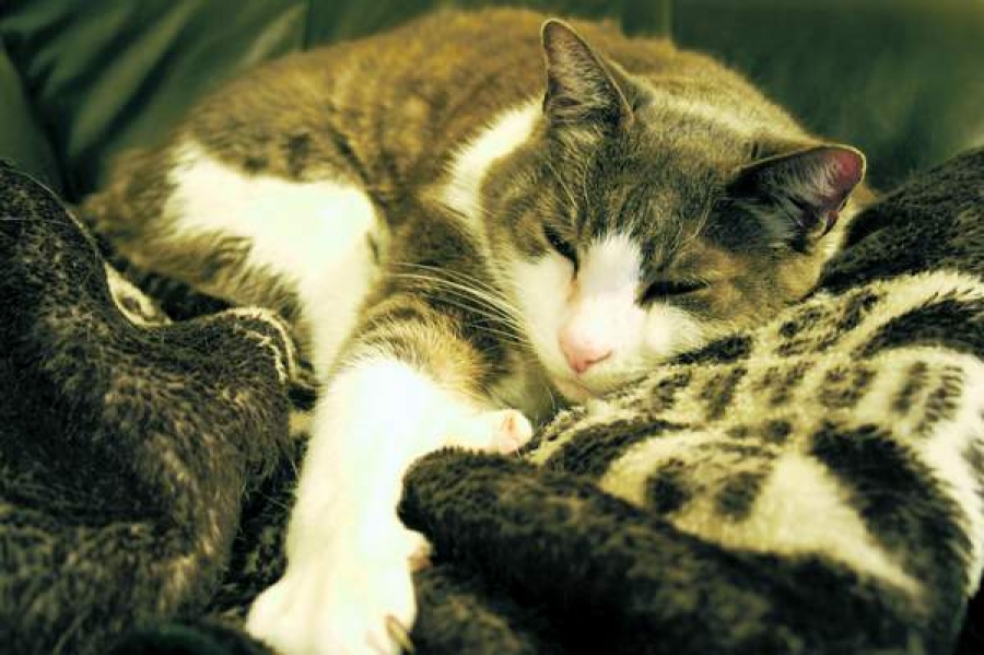 Torsul pisicii, împotriva stresului, insomniei şi anxietăţii