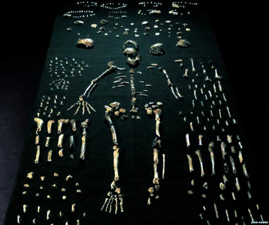 Homo naledi, un nou strămoş îndepărtat al omului