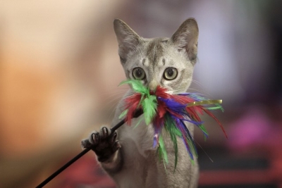 Pisica Singapura, jucăuşă şi extrem de curioasă