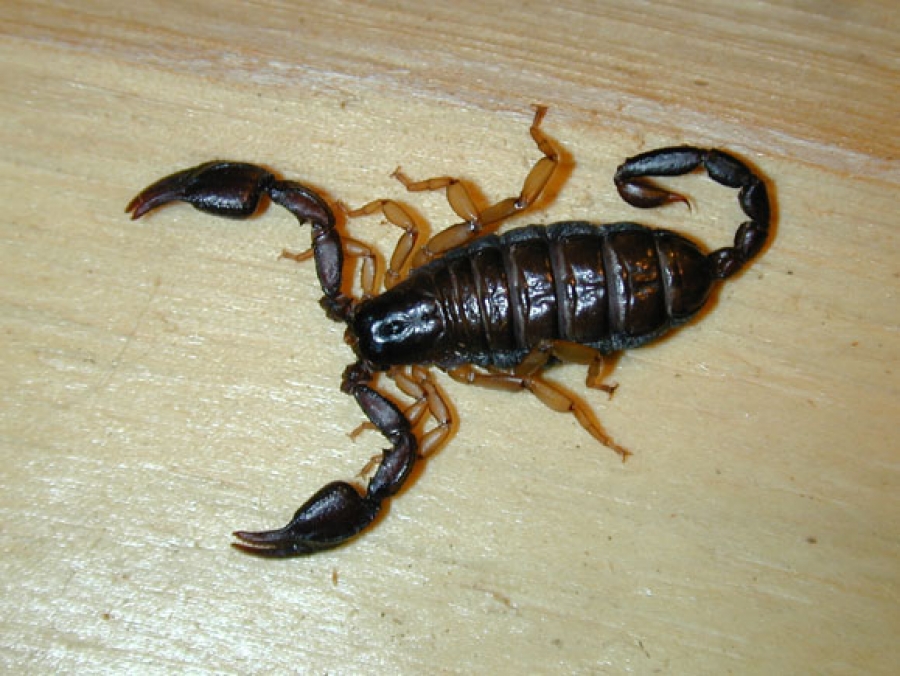 Ce trebuie să ştim dacă vrem să „adoptăm” un scorpion
