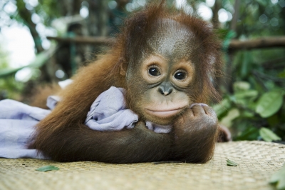 Urangutanii de Borneo, folosiţi drept animale de companie exotice