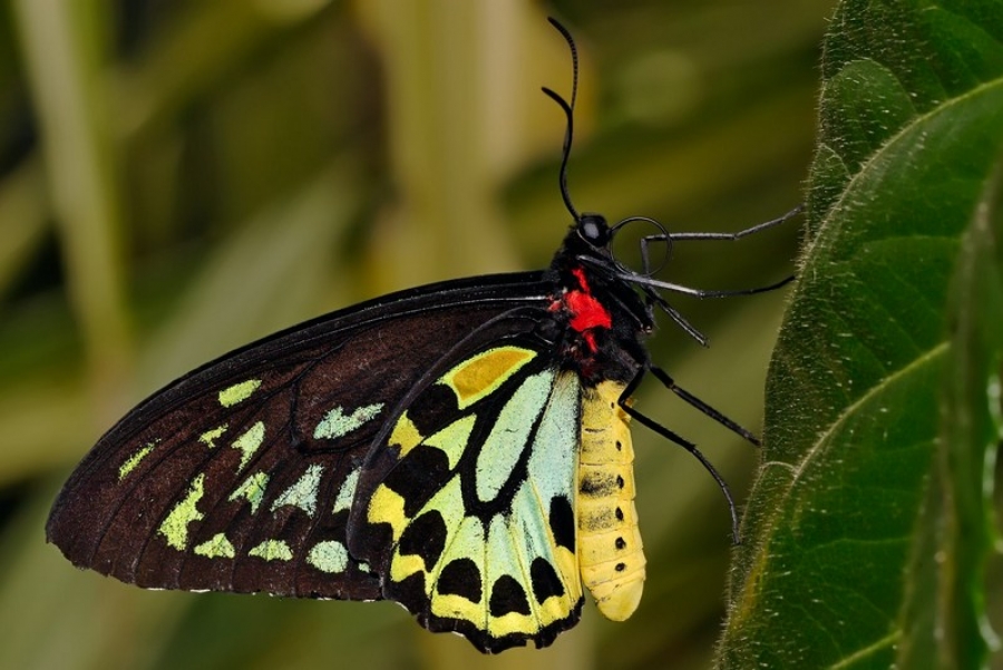 Speciile de insecte dispar în mod alarmant în toată lumea