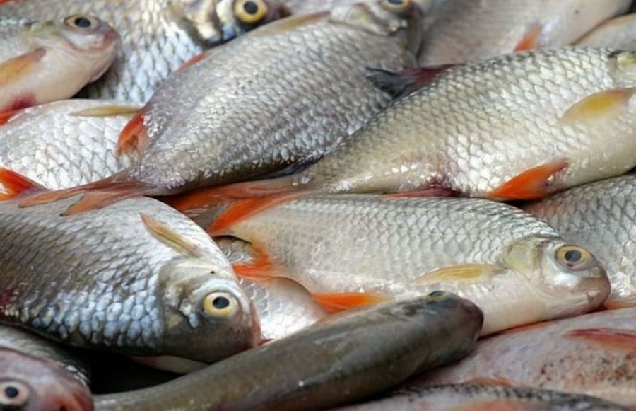 S-a lansat bursa de peşte electronică (www.bursadepestetulcea.ro)