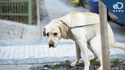 Amendat pentru că nu a strâns dejecţiile căţelului