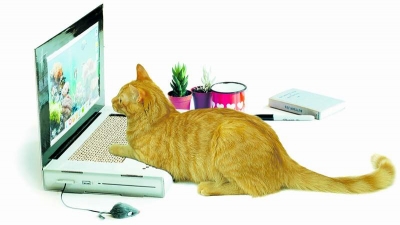 Laptop pentru pisici