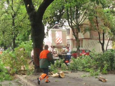 Femeie lovită în cap de creanga unui copac