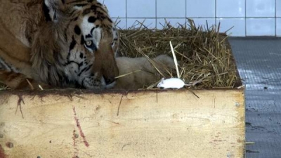 Un tigru şi şoarecii care l-au salvat din depresie