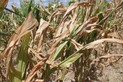 Plăţile pentru ajutorul de minimis acordat celor afectaţi de secetă se vor face în noiembrie