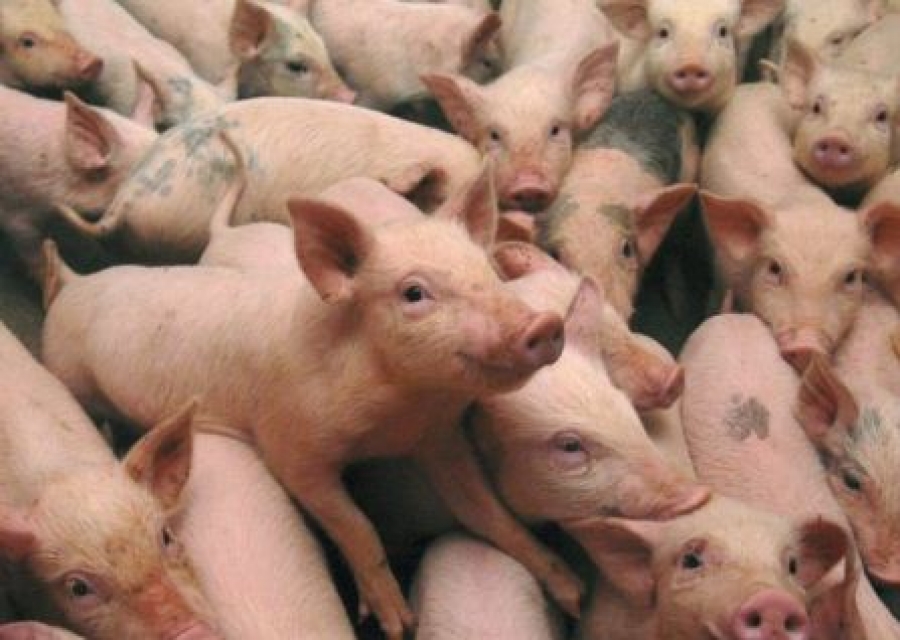 Suspiciune de pestă porcină africană, la Vameș