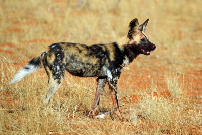 Câinele sălbatic african - un triumf al evoluţiei, în pericol de extincţie