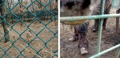 Acuzații grave la Zoo Galați: Animale subnutrite și neîngrijite