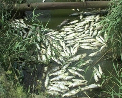 Dezastru ecologic la una dintre bălţile de la Vlădeşti