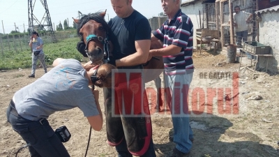 Cai gălăţeni potcoviţi de olandezi şi consultaţi de  veterinari elveţieni