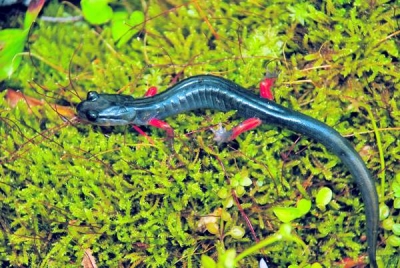 Viaţa salamandrelor europene este ameninţată de o ciupercă misterioasă