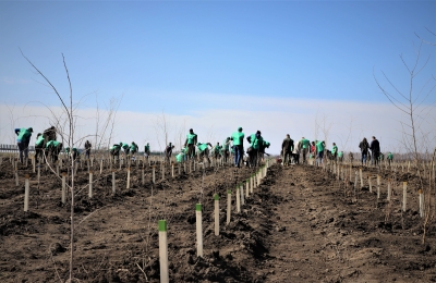 Romsilva înfiinţează alte 60 de hectare de perdele forestiere de protecţie în judeţele Călăraşi şi Brăila