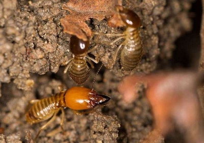 Fertilitatea şi longevitatea reginelor de termite sfidează limitele biologice