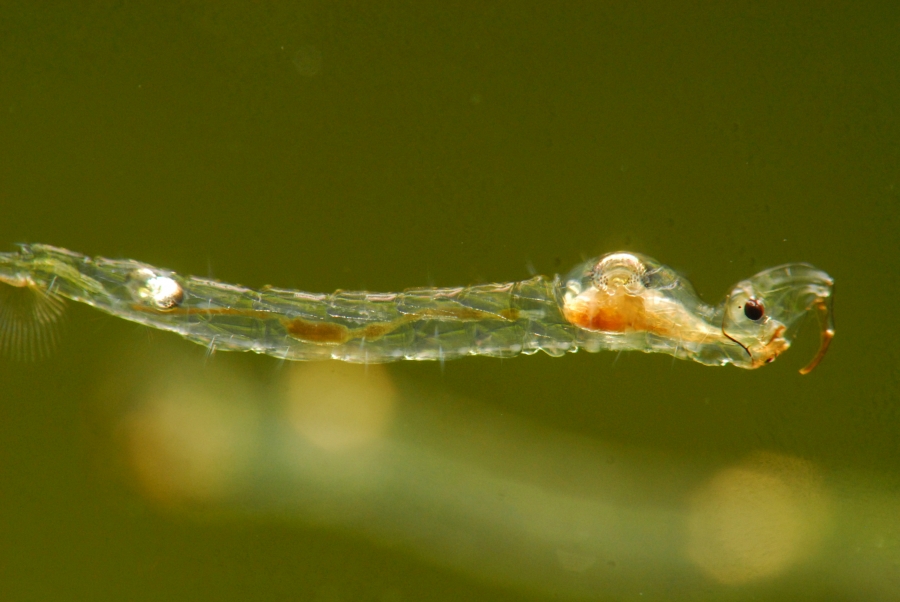 Larva unei musculiţe emite gaze cu efect de seră