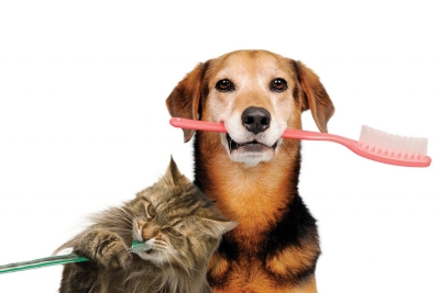 4 moduri de a îmbunătăţi sănătatea dentară a animalelor de companie