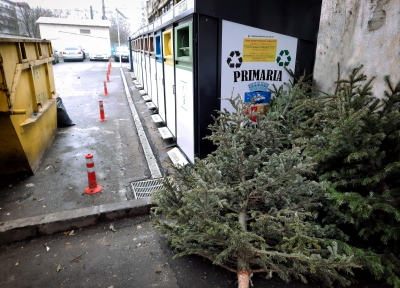 Gălăţeni, lăsaţi brazii naturali de Crăciun lângă containere!