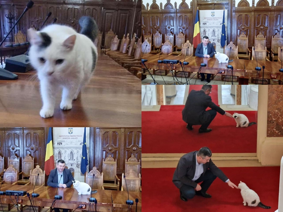 Povestea tristă a pisicuţei de la Prefectura Galaţi