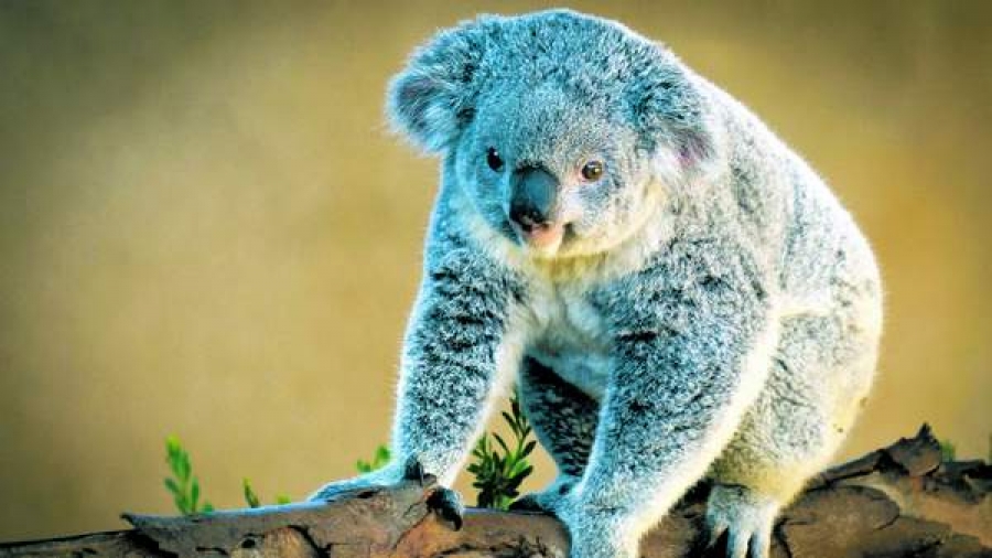 Ursuleţul koala, pe lista speciilor vulnerabile