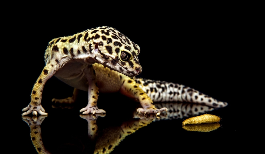 Reptila Gecko Leopard este prietenoasă şi sociabilă