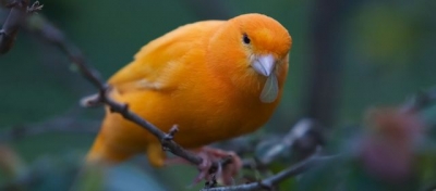 Canarul, o pasăre veselă şi inteligentă