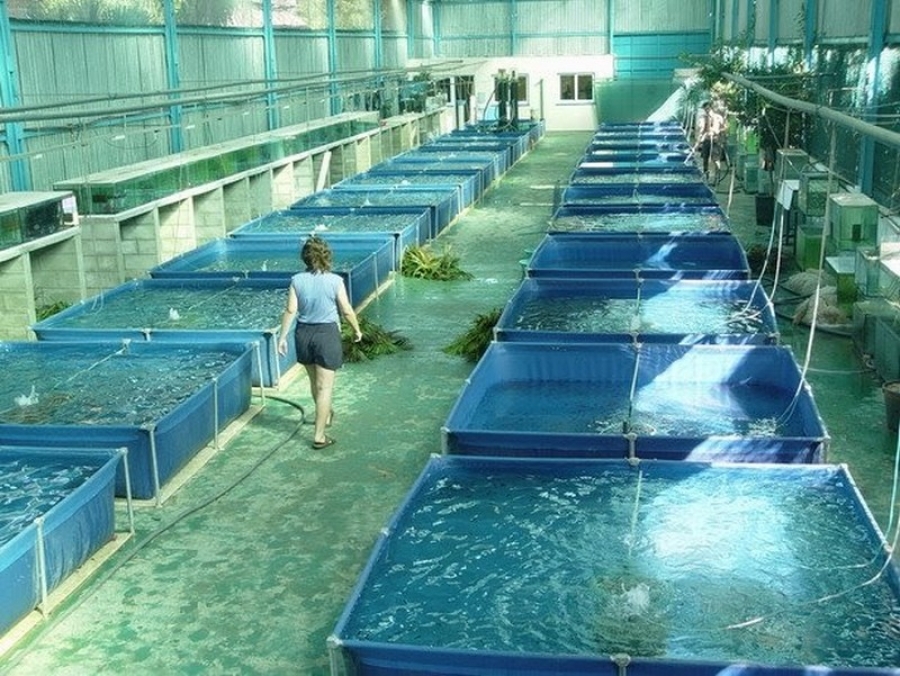 Marea Britanie caută 200 de muncitori pentru industria piscicolă