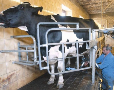 Colectarea de lapte de vacă a scăzut cu 5,6% la sută, în septembrie