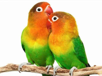 Papagalii amorezi cu faţa roşie, de nedespărţit