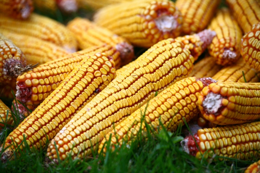 Producţia de porumb a României, în scădere