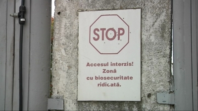 Brăila: Pesta porcină s-a întors la Gropeni. 16.000 de porci ucişi preventiv