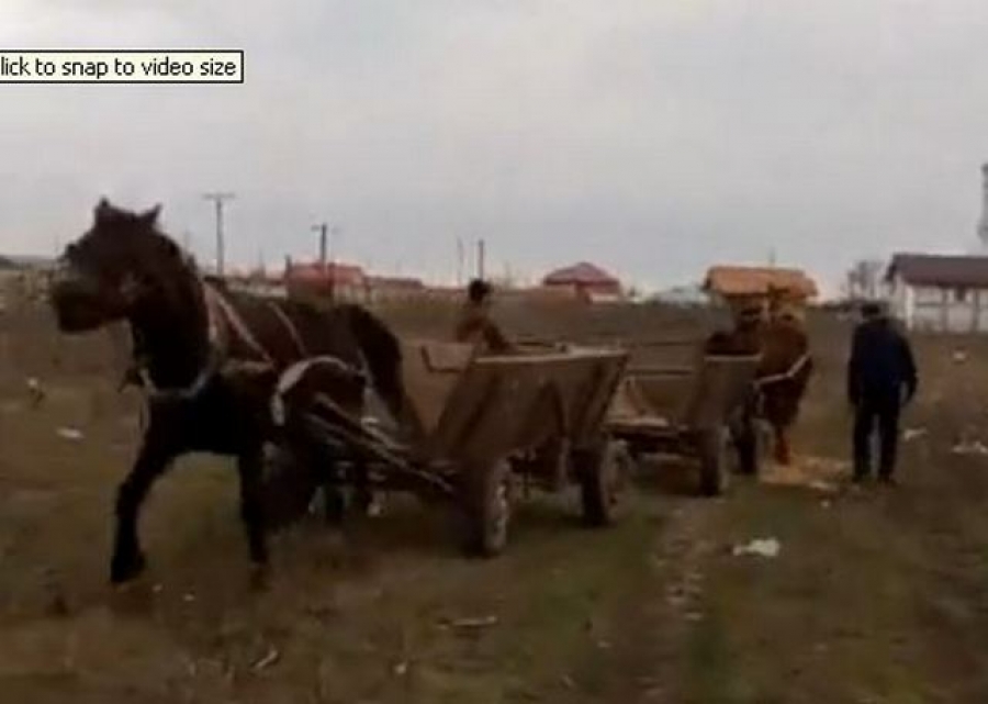 Cursa groazei: Cai chinuiţi la Smârdan (VIDEO)