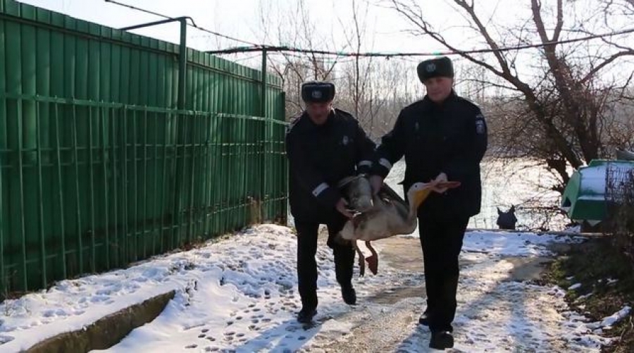 Pui de pelican, salvat de poliţiştii gălăţeni