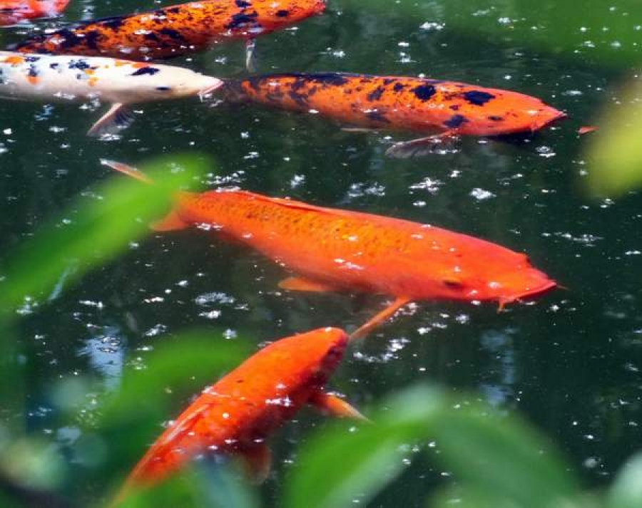 Lacul din Grădina Japoneză, populat cu 17 crapi japonezi